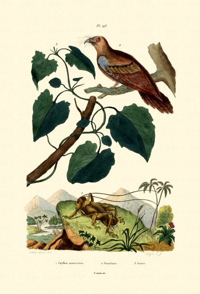 巨型板球，1833-39 作者 法语学校